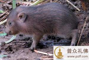 世界最小迷你猪高仅25厘米极稀